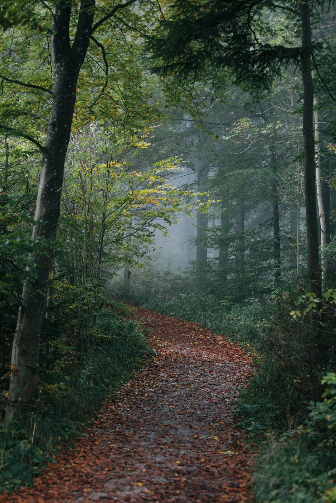 foggy forest path