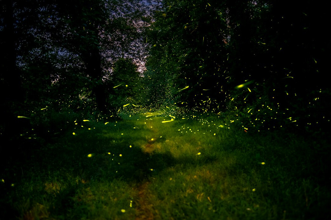 dark forest path at night